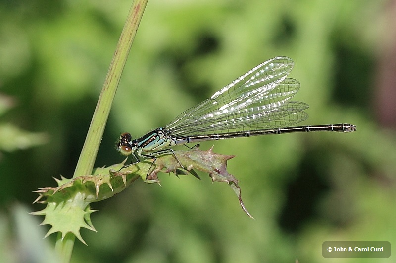 IMG_1134 Small Red-eyed female_Erythromma_viridulum.JPG